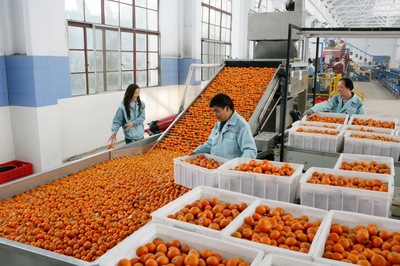 好物件 | 重慶江津 “橙”意滿滿，柑橘采摘正當時，新鮮蔬菜也飄香